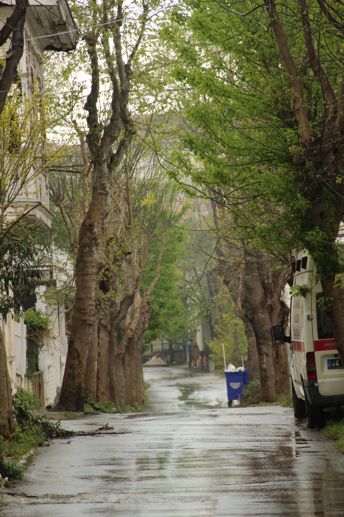 A quiet tree-lined residential street on Buyukada after rain